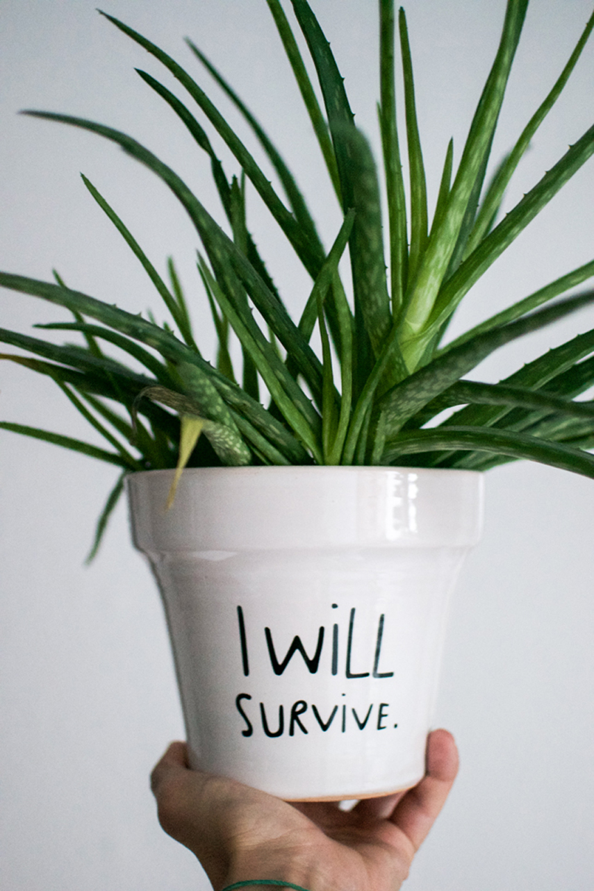 Urban Jungle Bloggers - I will survive