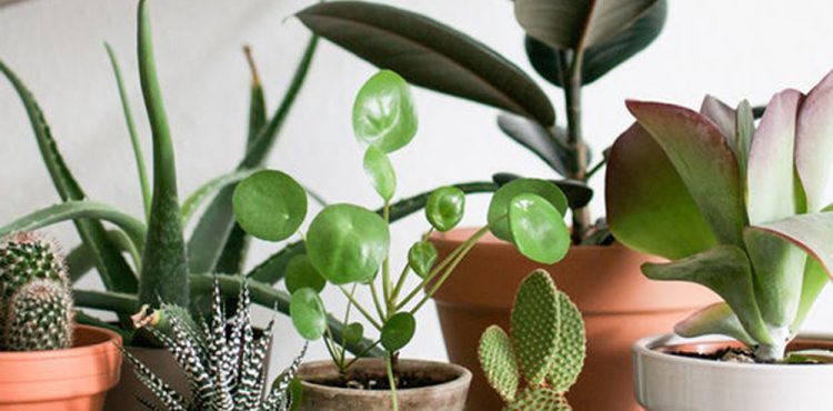 https://www.urbanjunglebloggers.com/wp-content/uploads/2017/06/urban-jungle-bloggers-i-will-survive-featured-750x370.jpg