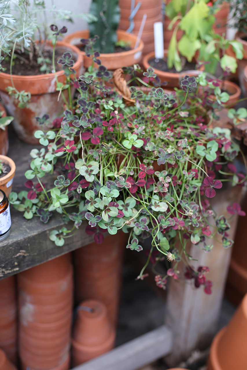 Urban Jungle Bloggers #urbanjunglebook in French booklaunch at Mama Petula in Paris