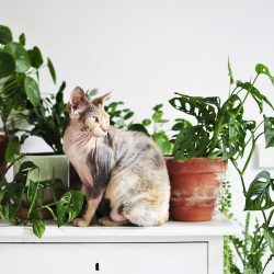 Urban Jungle Bloggers Living Successfully with cats and plants