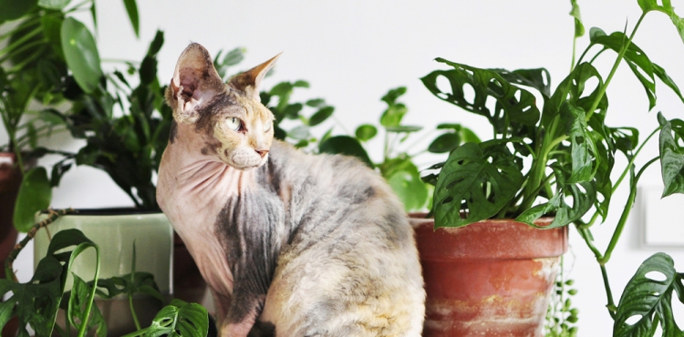 Urban Jungle Bloggers Living Successfully with cats and plants