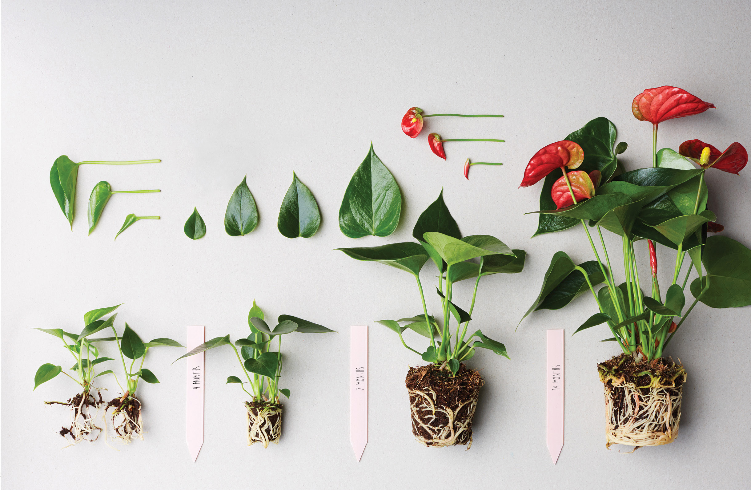 Urban Jungle Bloggers Anthurium #urbanjunglebloggers