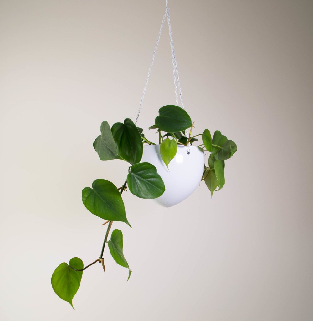 Urban Jungle Bloggers Philodendron scandens #urbanjunglebloggers