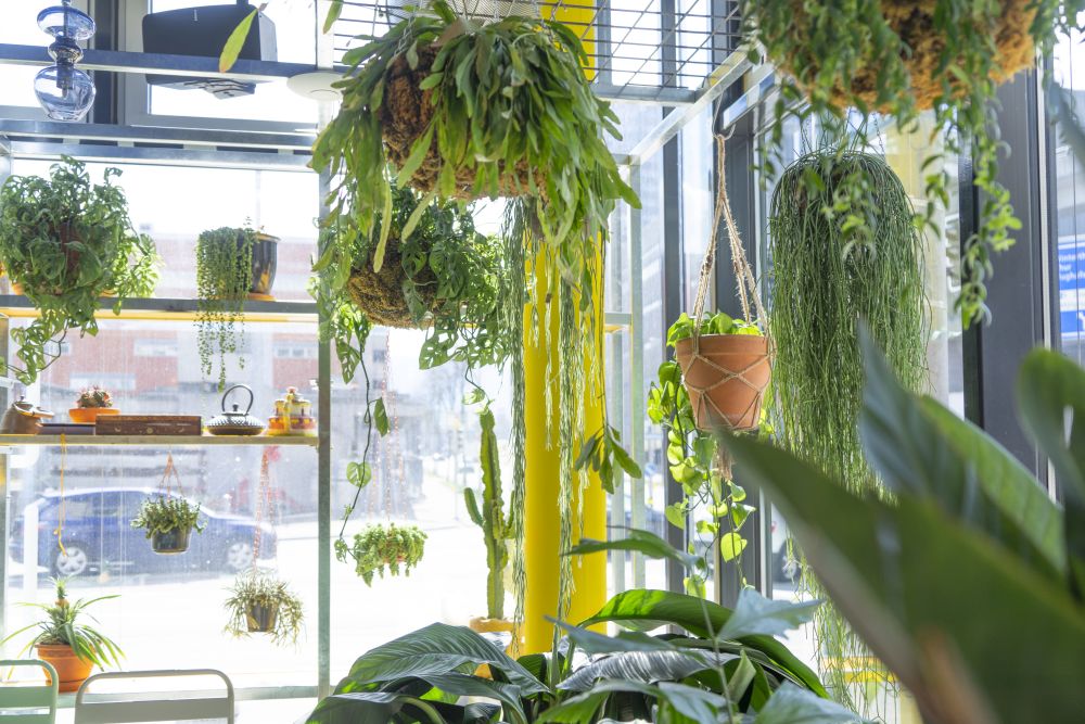 Urban Jungle Bloggers - Botanical Hotspots in Zurich, Switzerland #urbanjunglebloggers