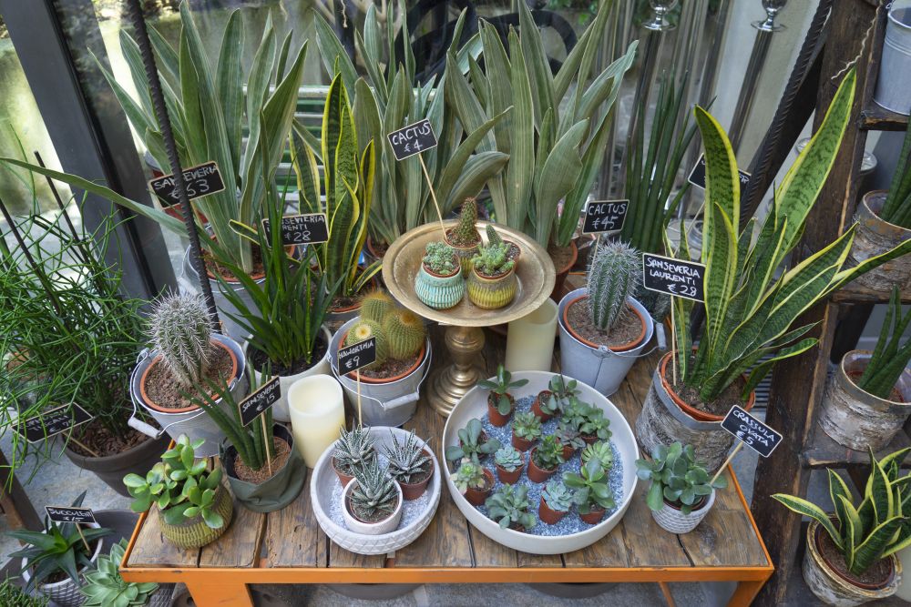 Urban Jungle Bloggers - Green Fingers plant shop at Woolrich in Milan #urbanjunglebloggers