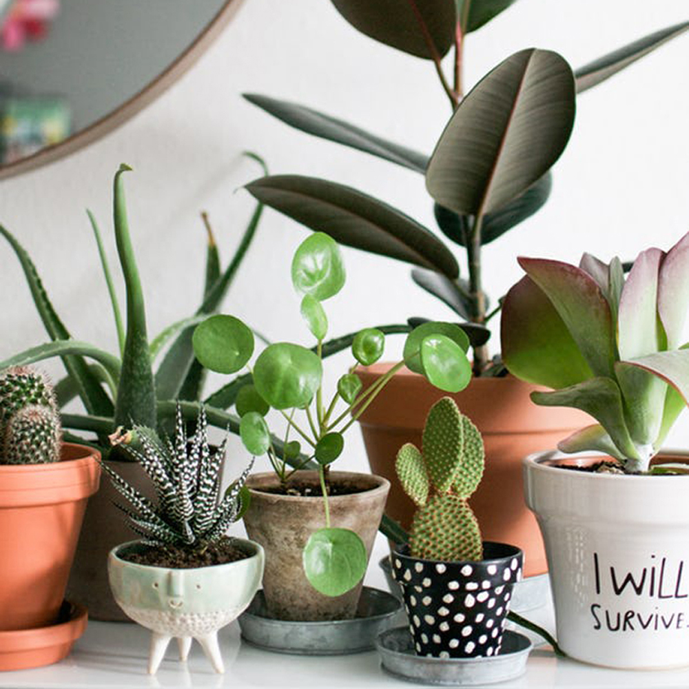 Urban Jungle Bloggers - I will survive