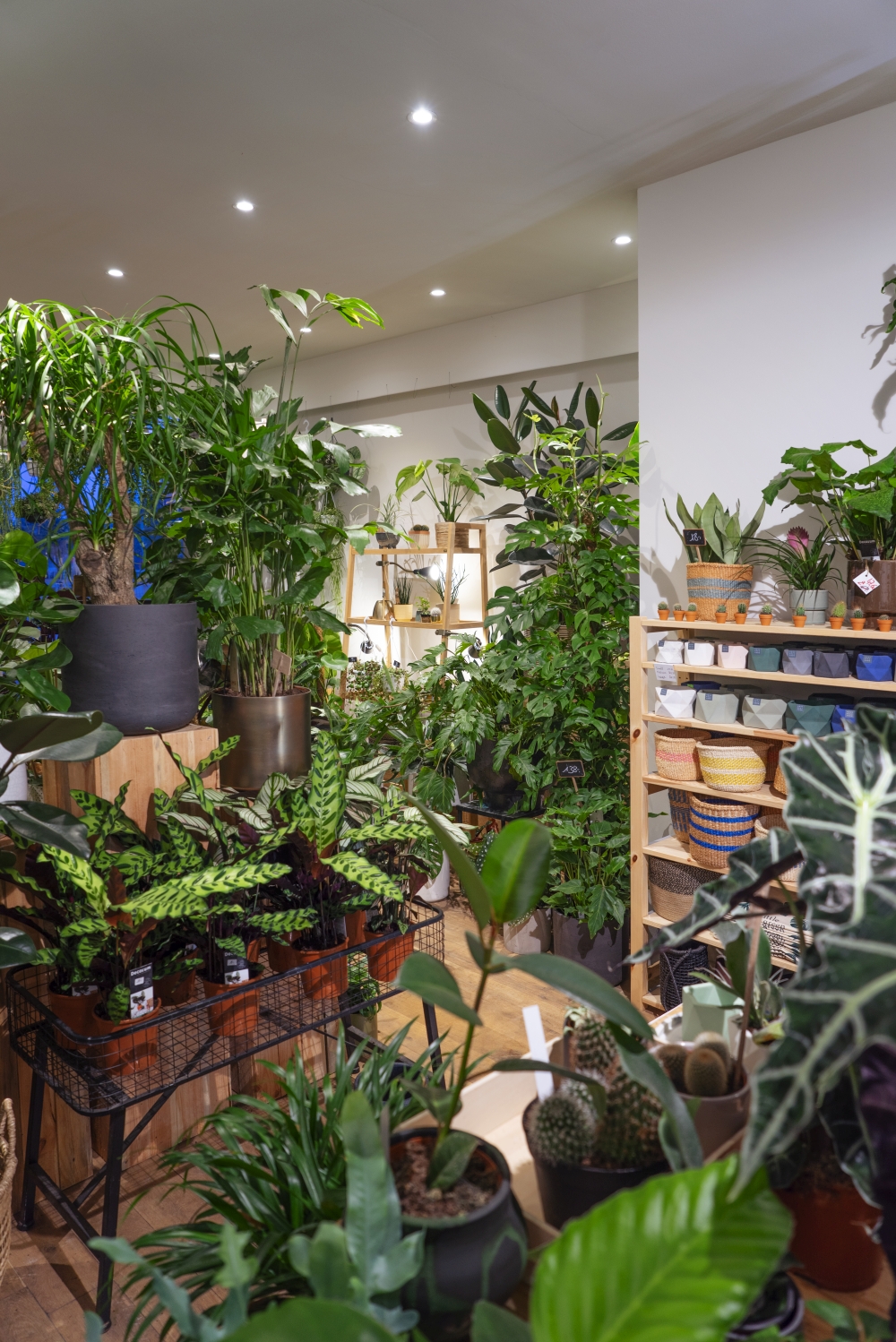 Urban Jungle Bloggers - Little Green Stories plant shop Ghent #urbanjunglebloggers #plantshop