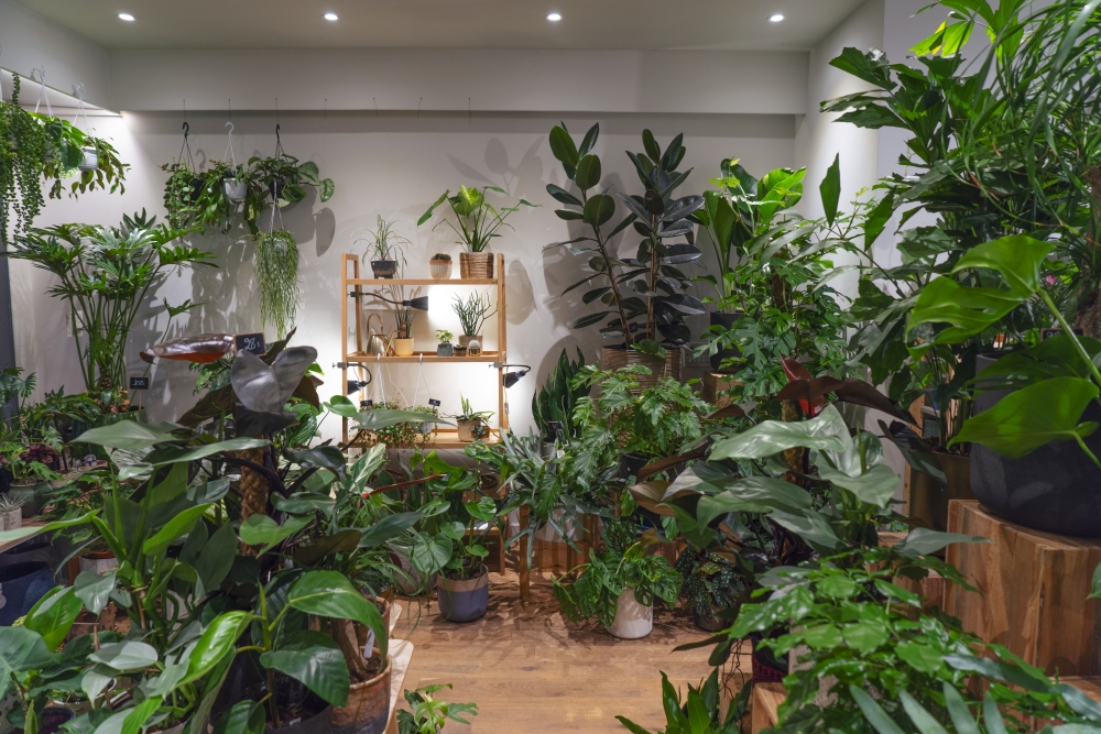 Urban Jungle Bloggers - Little Green Stories plant shop Ghent #urbanjunglebloggers #plantshop