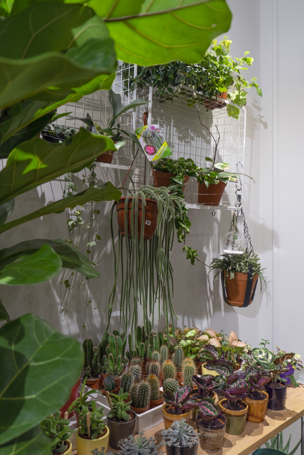 Urban Jungle Bloggers - Little Green Stories plant shop Ghent #urbanjunglebloggers #plantshop