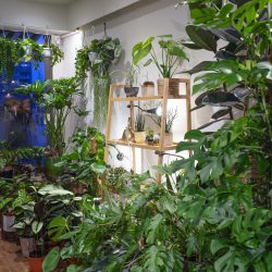Urban Jungle Bloggers - Little Green Stories plant shop Ghent #urbanjunglebloggers #plantshop