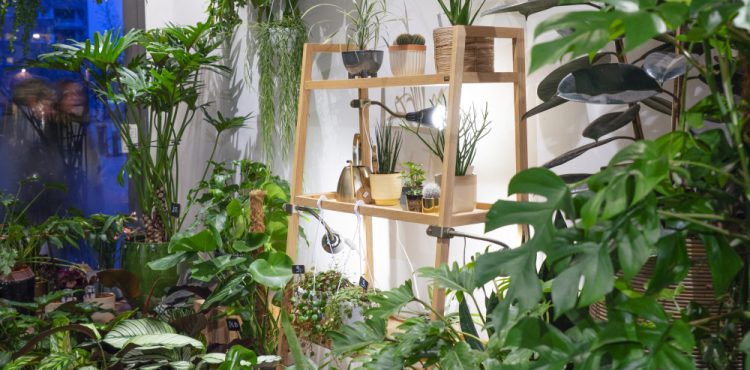 Urban Jungle Bloggers - Little Green Stories plant shop Ghent #urbanjunglebloggers #plantshop