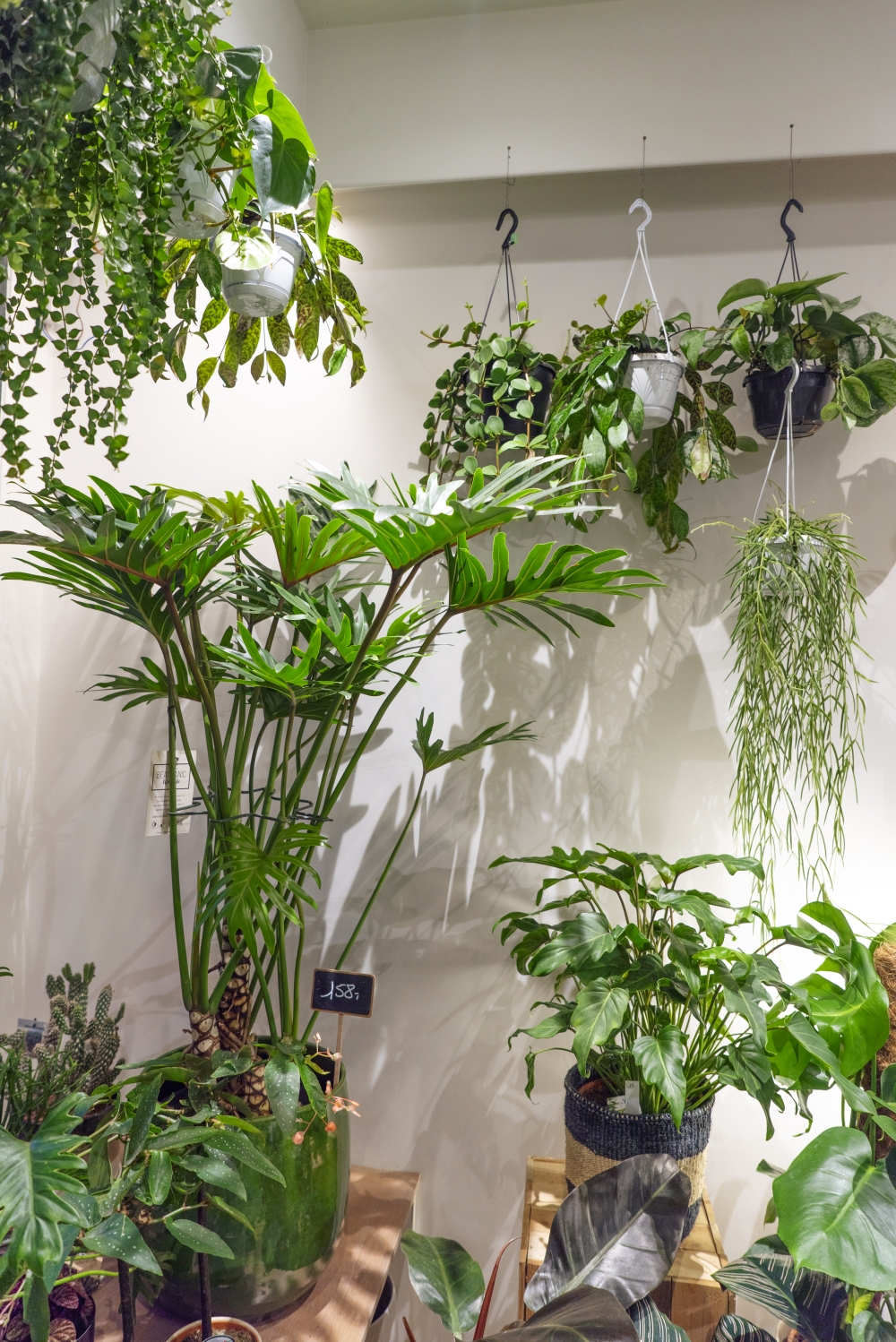 Urban Jungle Bloggers - Little Green Stories plant shop Ghent #urbanjunglebloggers #plantshop