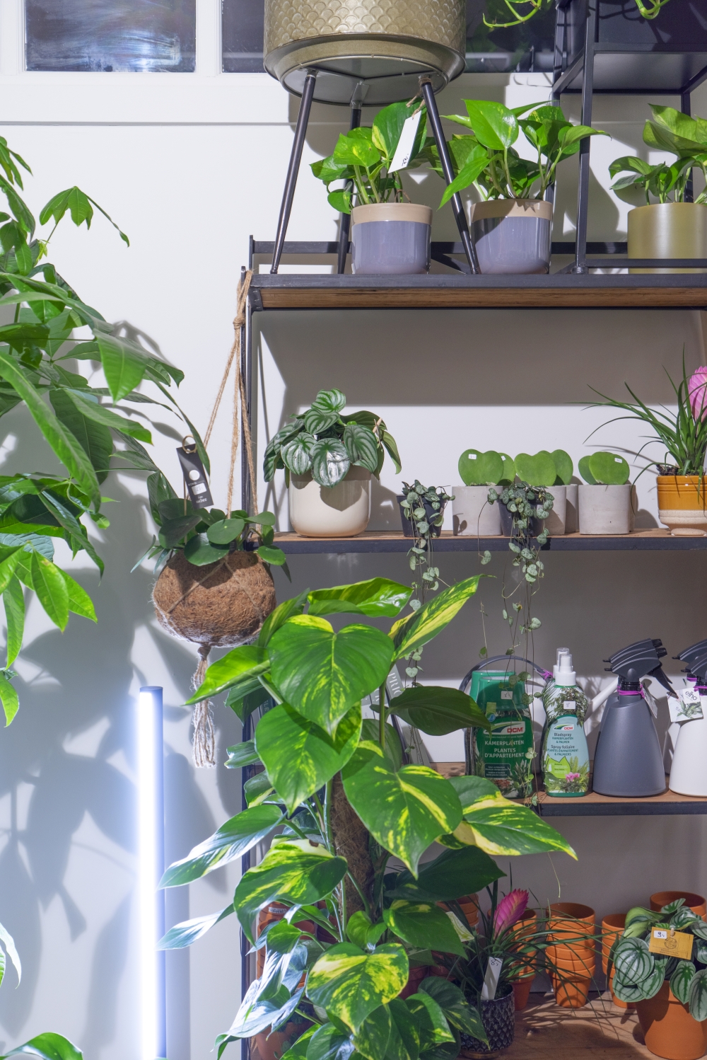 Urban Jungle Bloggers - Little Green Stories plant shop Ghent #urbanjunglebloggers #plantshop