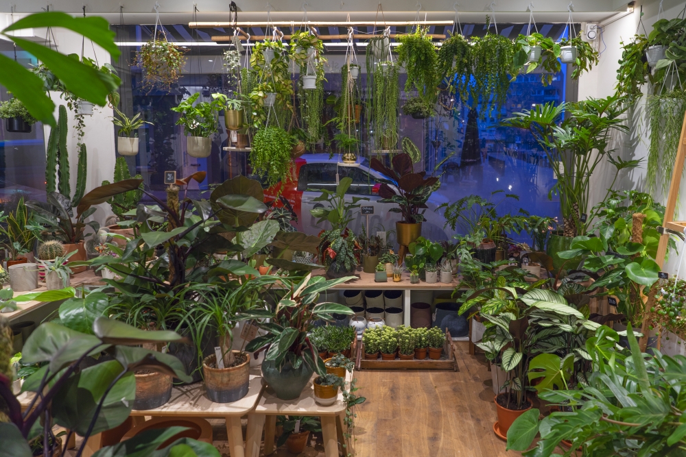 Urban Jungle Bloggers - Little Green Stories plant shop Ghent #urbanjunglebloggers #plantshop