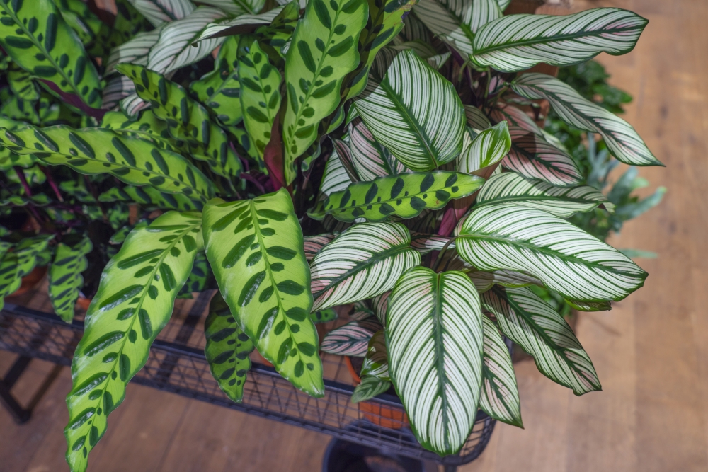 Urban Jungle Bloggers - Little Green Stories plant shop Ghent #urbanjunglebloggers #plantshop