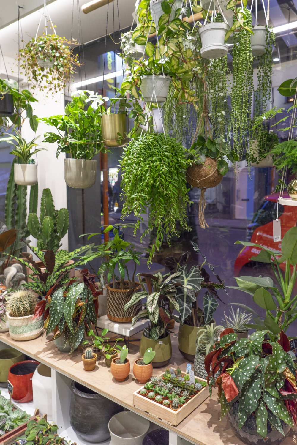 Urban Jungle Bloggers - Little Green Stories plant shop Ghent #urbanjunglebloggers #plantshop