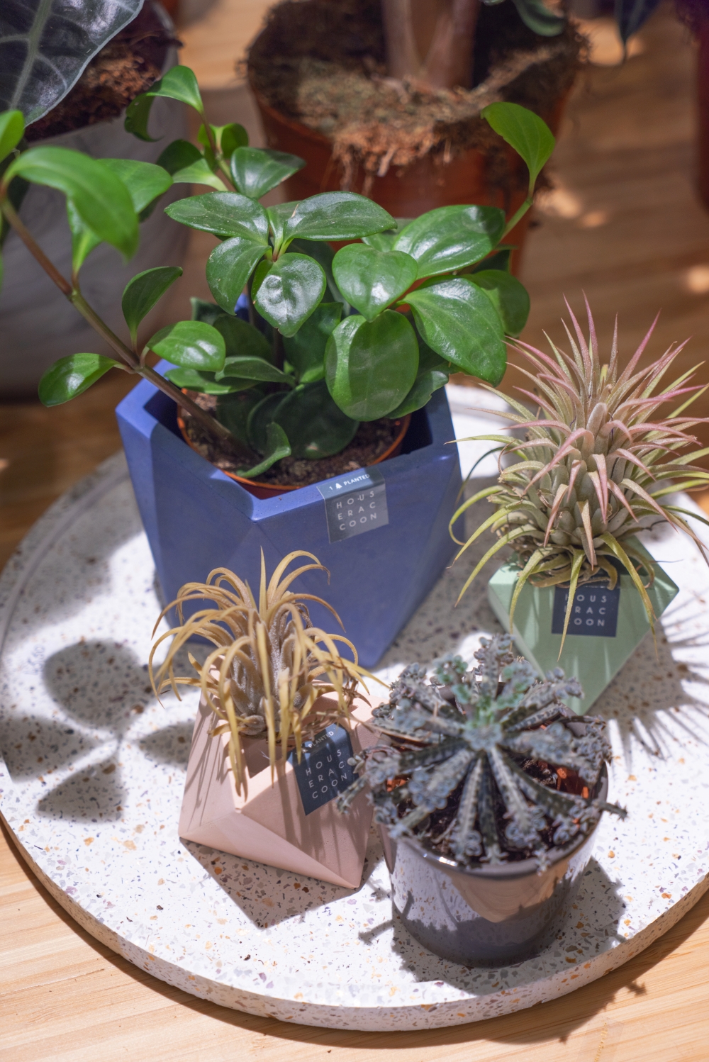 Urban Jungle Bloggers - Little Green Stories plant shop Ghent #urbanjunglebloggers #plantshop