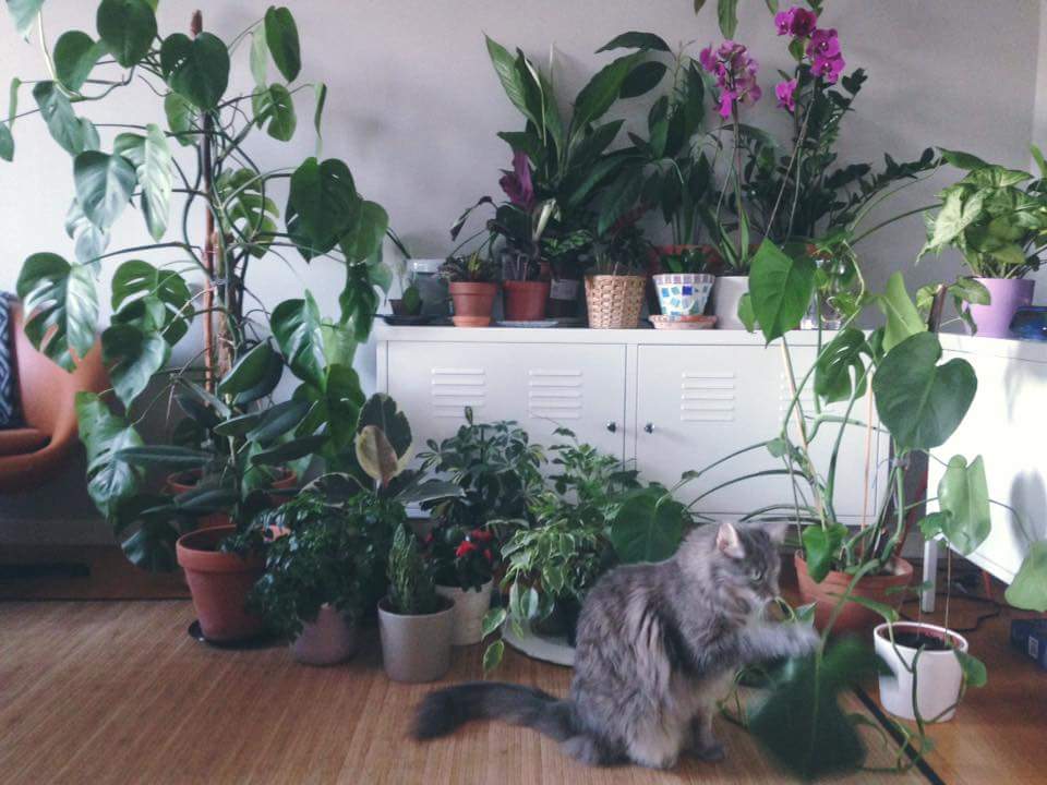 40 Pet Safe Indoor Plants For Plant