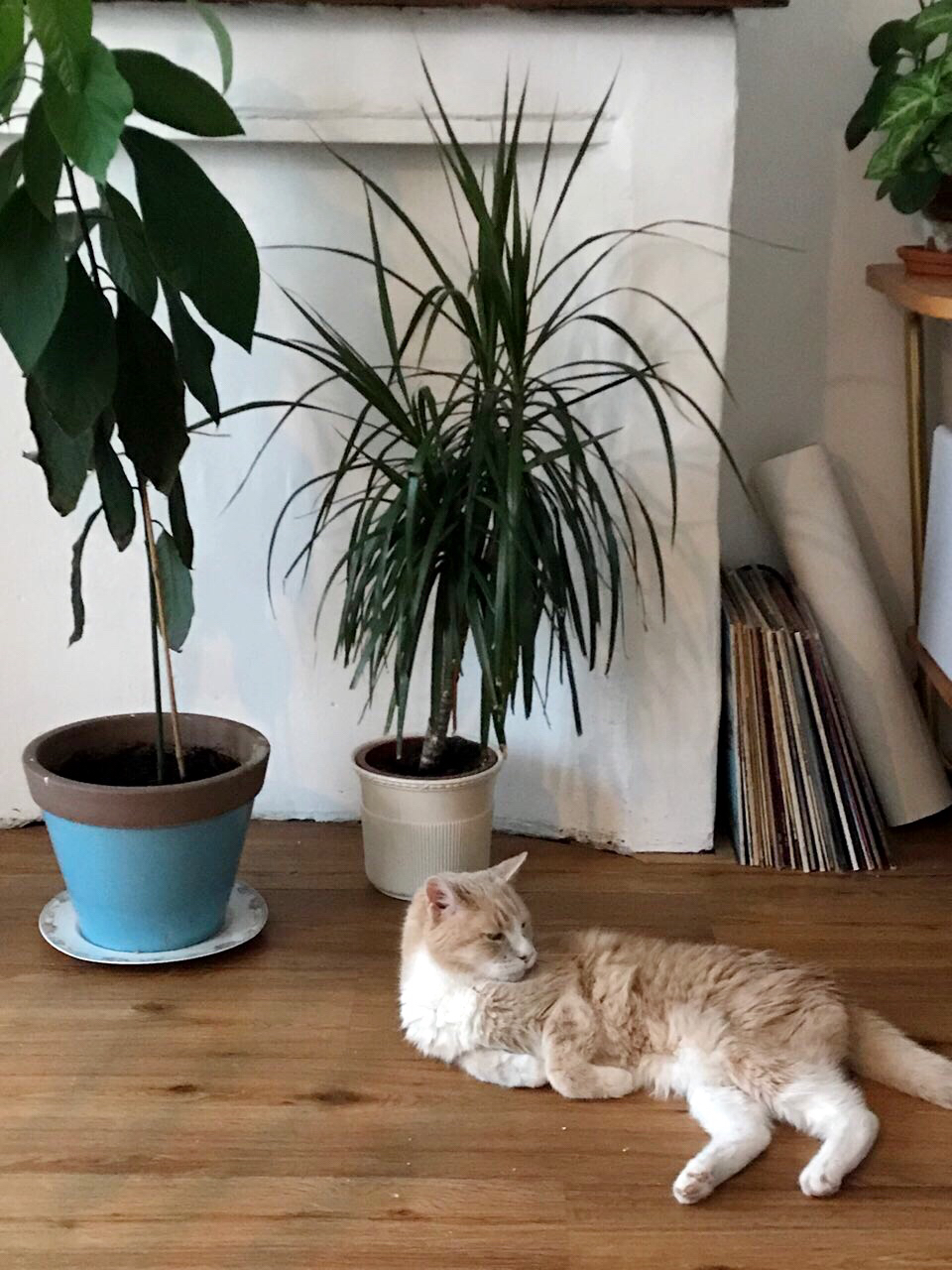 Cat Milo served by @avalonbotanique