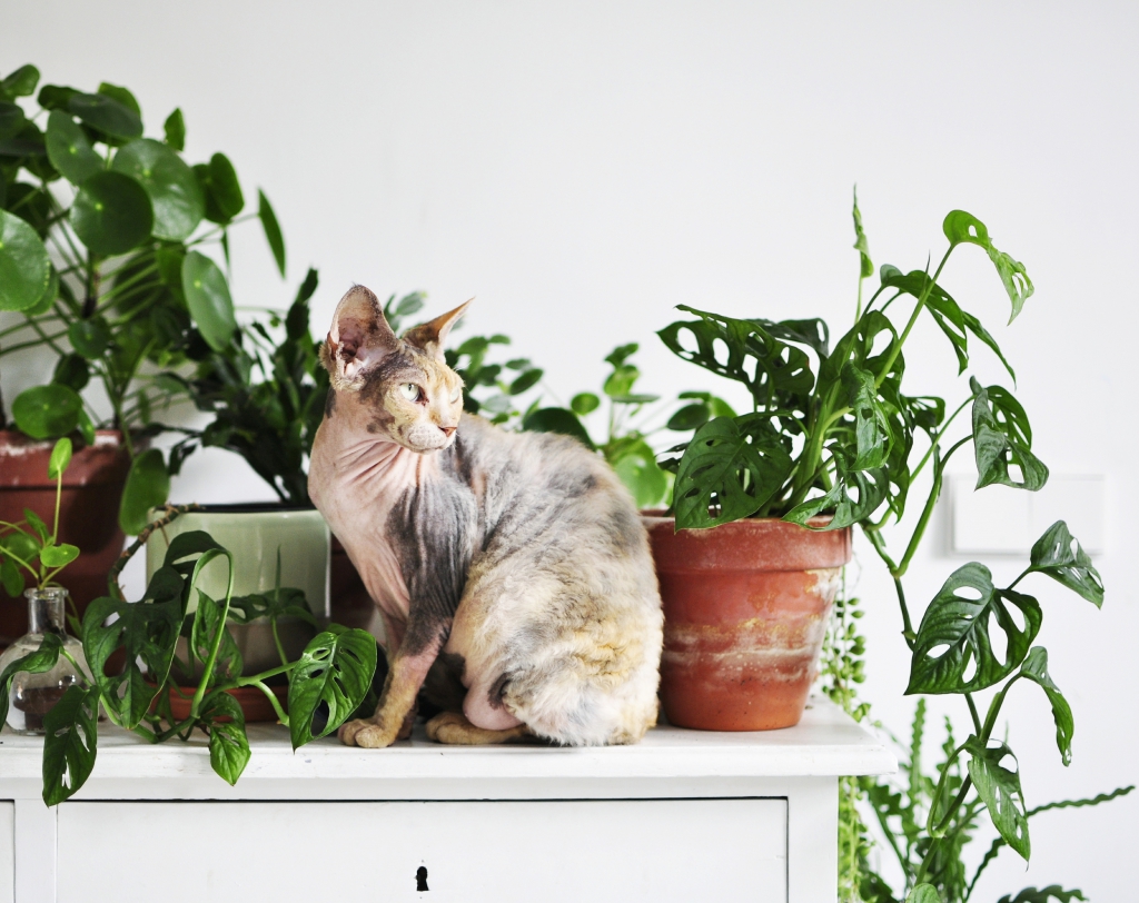 Living with Plants and Cats Urban Jungle Bloggers