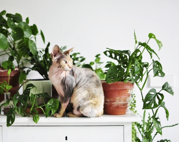Cat Billie Jean served by @botanicalsandbillie