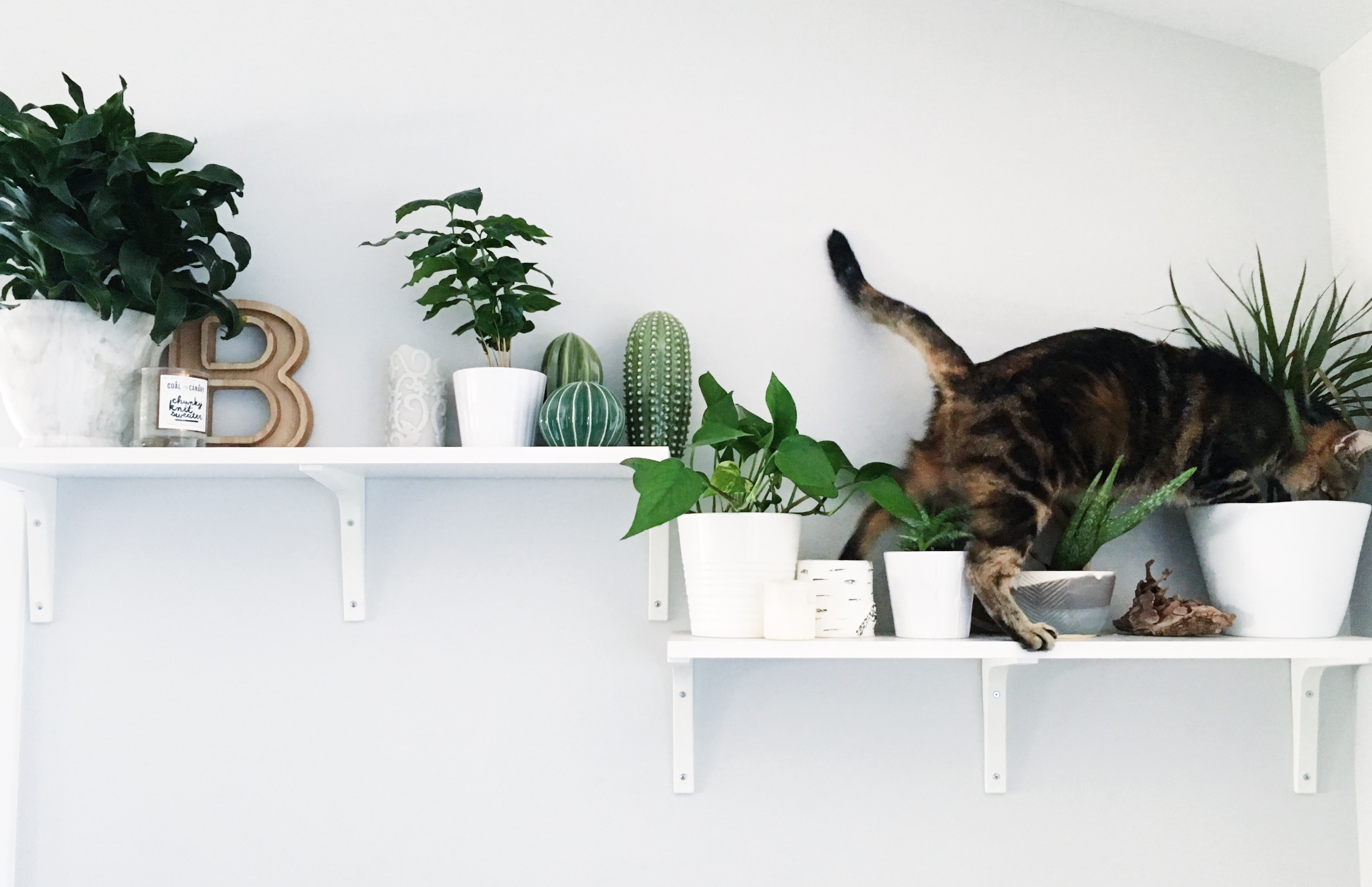 Plants Toxic To Cats These 16