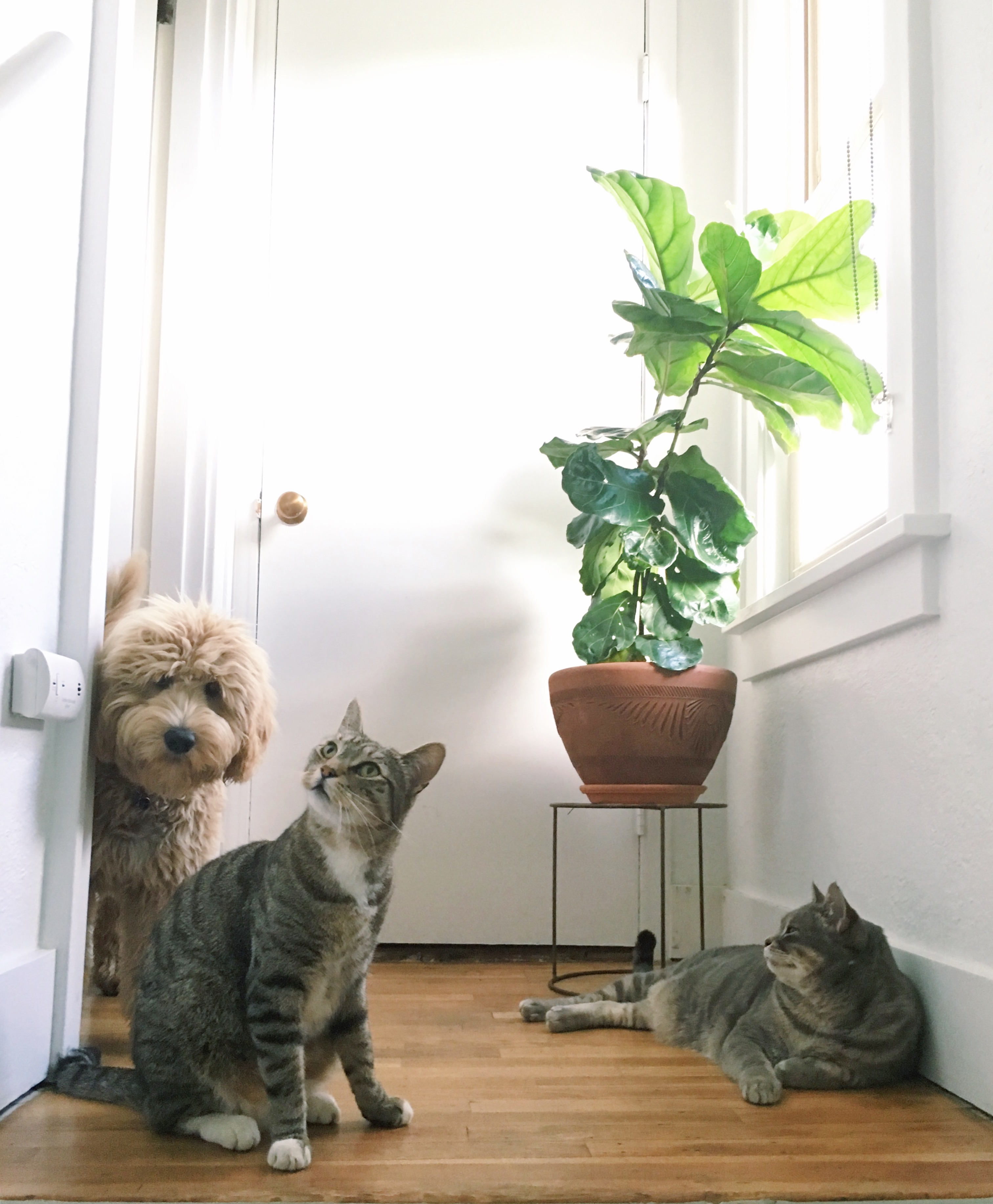 Dog and cats Mowgli, Dilla and Cricket served by @jordoncloud