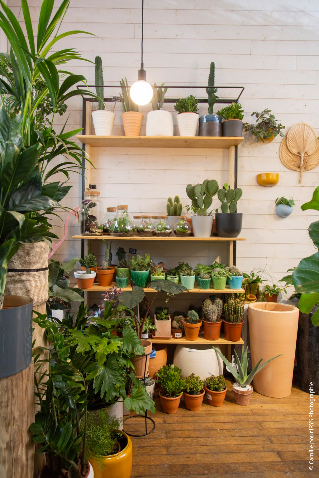 Urban Jungle Bloggers Plant Shopping at Jane Jardinerie Angers Nantes