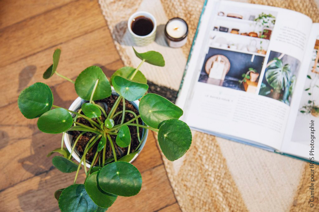 Urban Jungle Bloggers Plant Shopping at Jane Jardinerie Angers Nantes