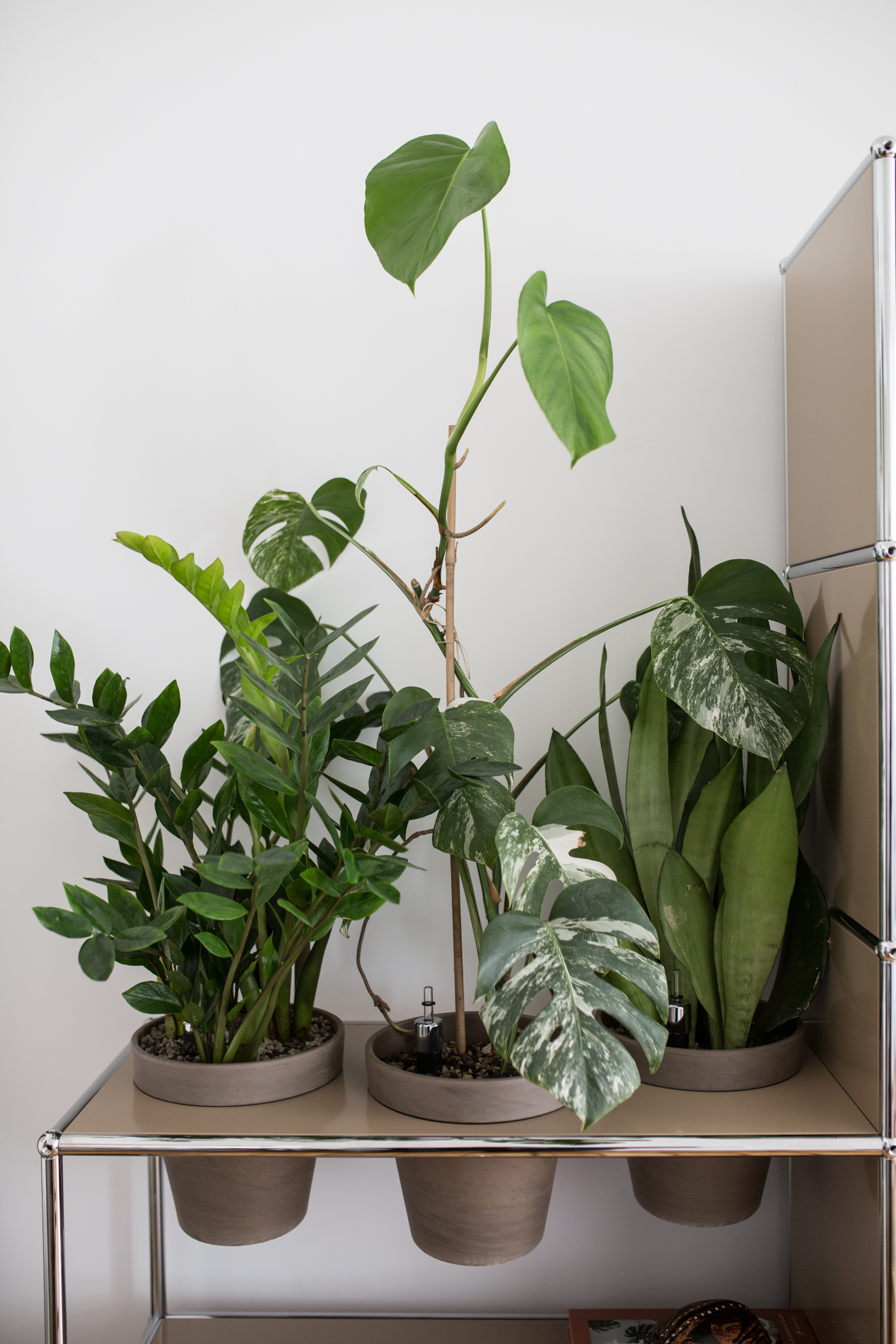 USM Haller, World of Plants, Home Story, Berlin, plant shelves