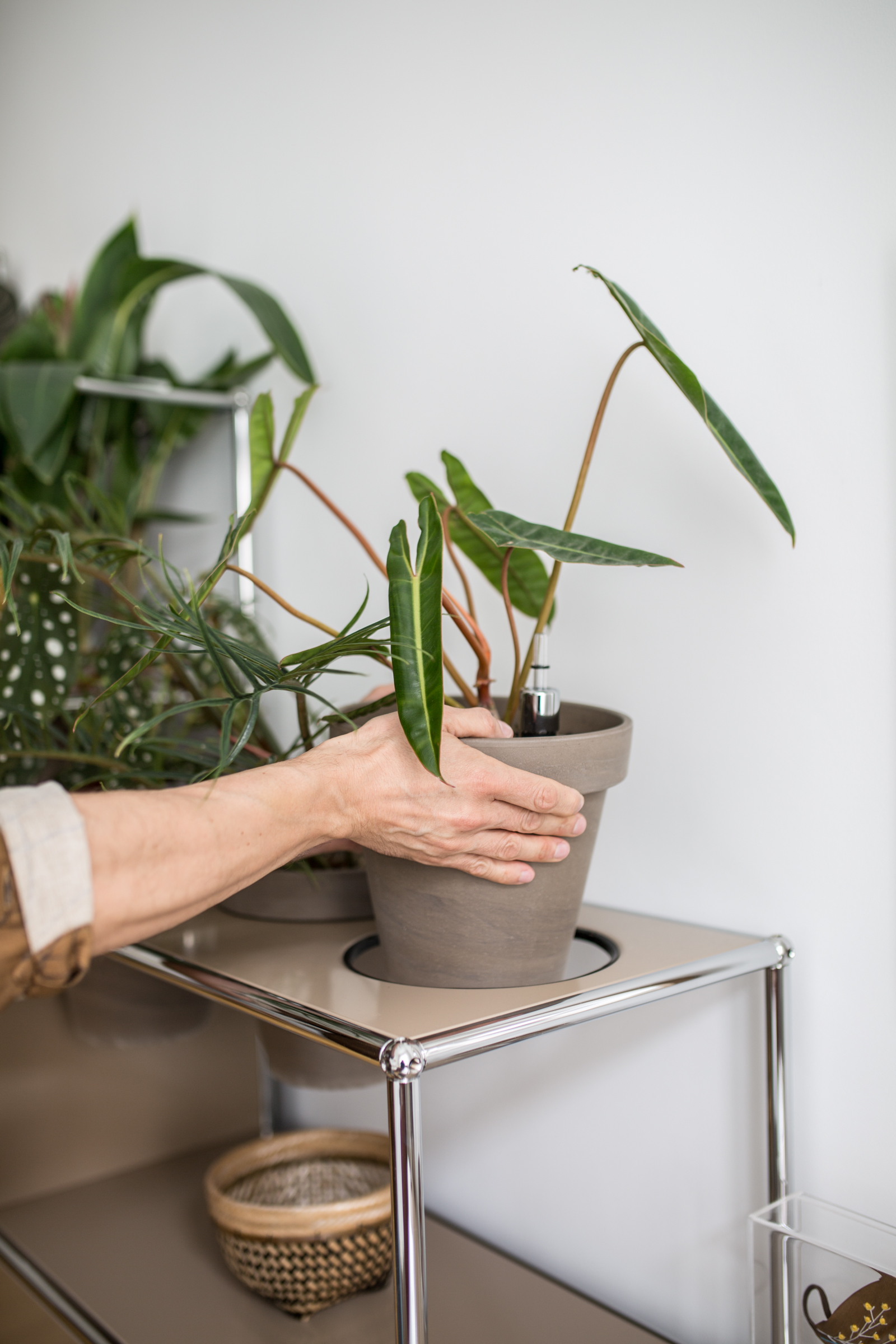 USM Haller, World of Plants, Home Story, Berlin, plant shelves