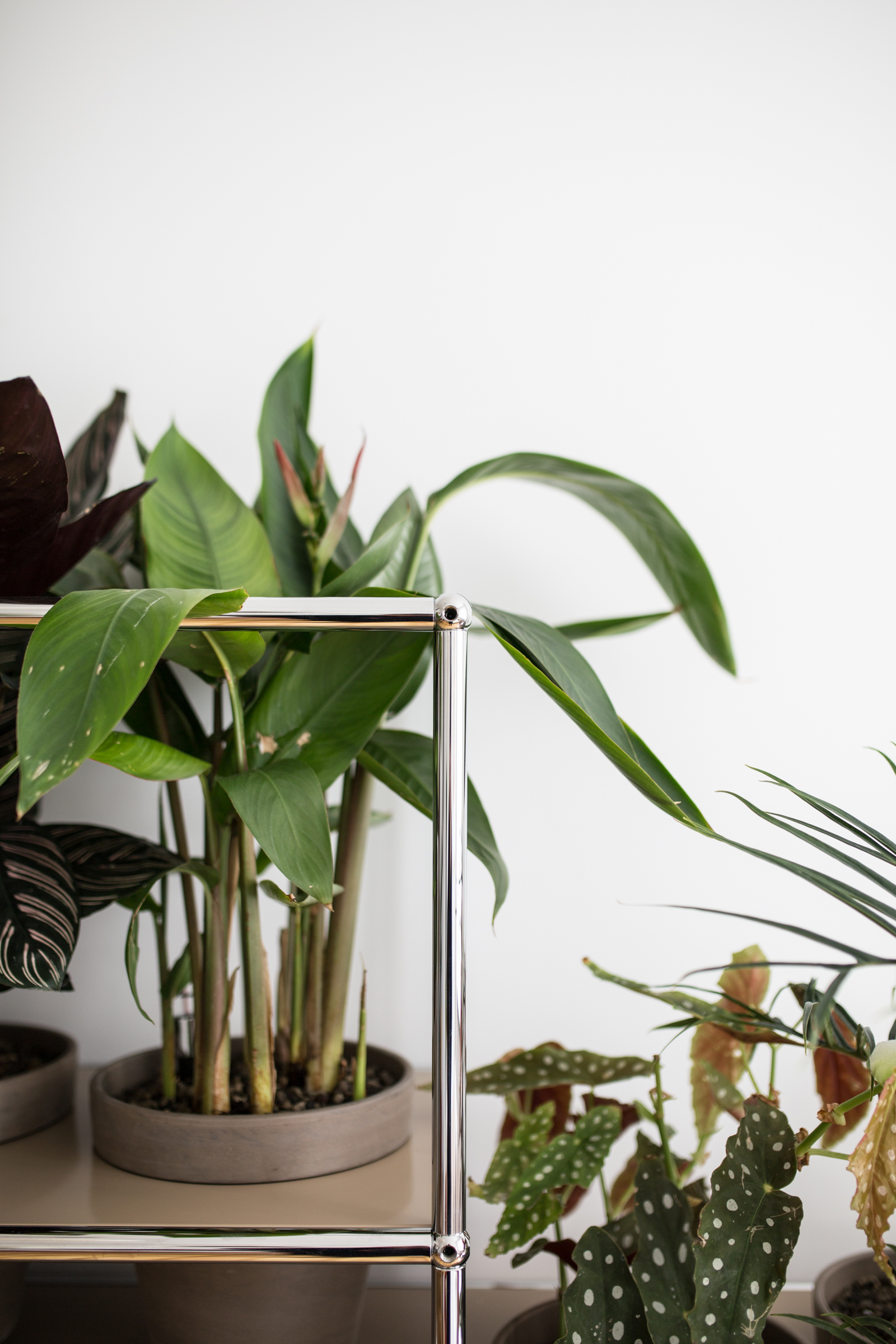 USM Haller, World of Plants, Home Story, Berlin, plant shelves