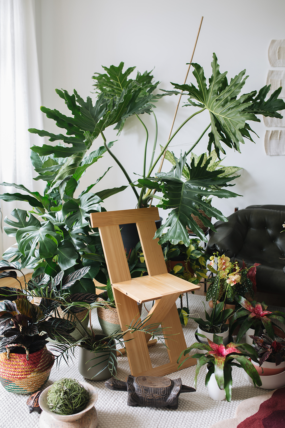 Urban Jungle Bloggers - Houseplant Travel to Brazil #urbanjunglebloggers