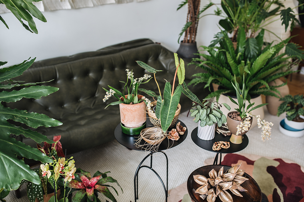 Urban Jungle Bloggers - Houseplant Travel to Brazil #urbanjunglebloggers