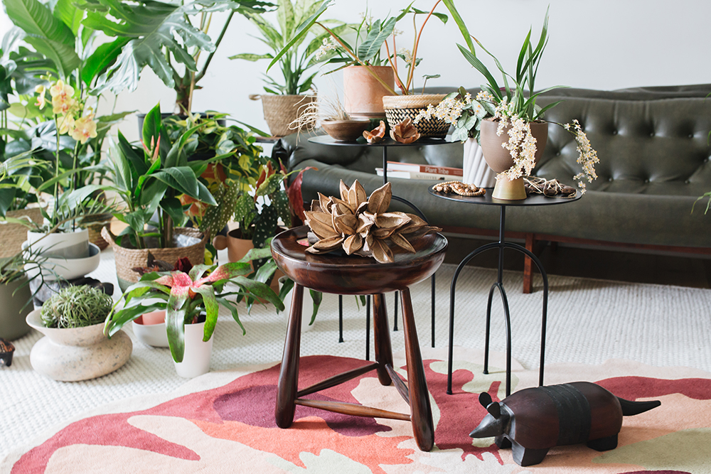 Urban Jungle Bloggers - Houseplant Travel to Brazil #urbanjunglebloggers