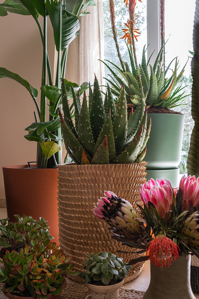 Houseplant Travel to South Africa
