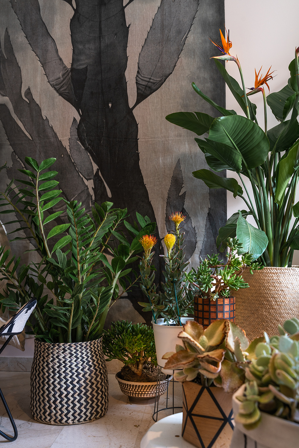 Urban Jungle Bloggers - Houseplant Travel to South Africa #urbanjunglebloggers