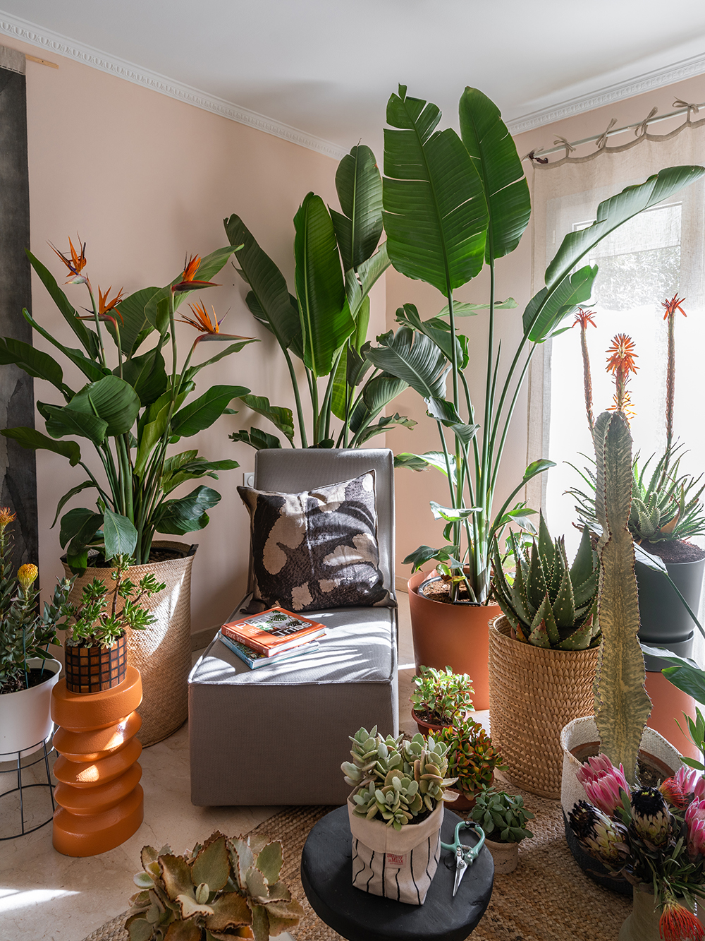 Urban Jungle Bloggers - Houseplant Travel to South Africa #urbanjunglebloggers