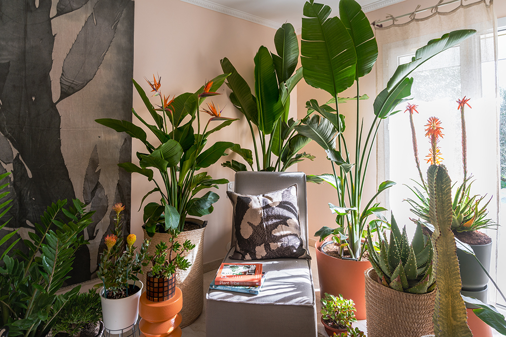 Urban Jungle Bloggers - Houseplant Travel to South Africa #urbanjunglebloggers