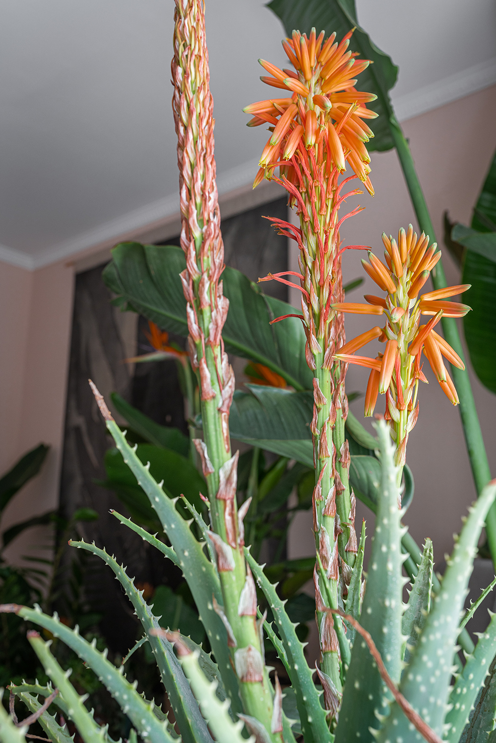 Urban Jungle Bloggers - Houseplant Travel to South Africa #urbanjunglebloggers