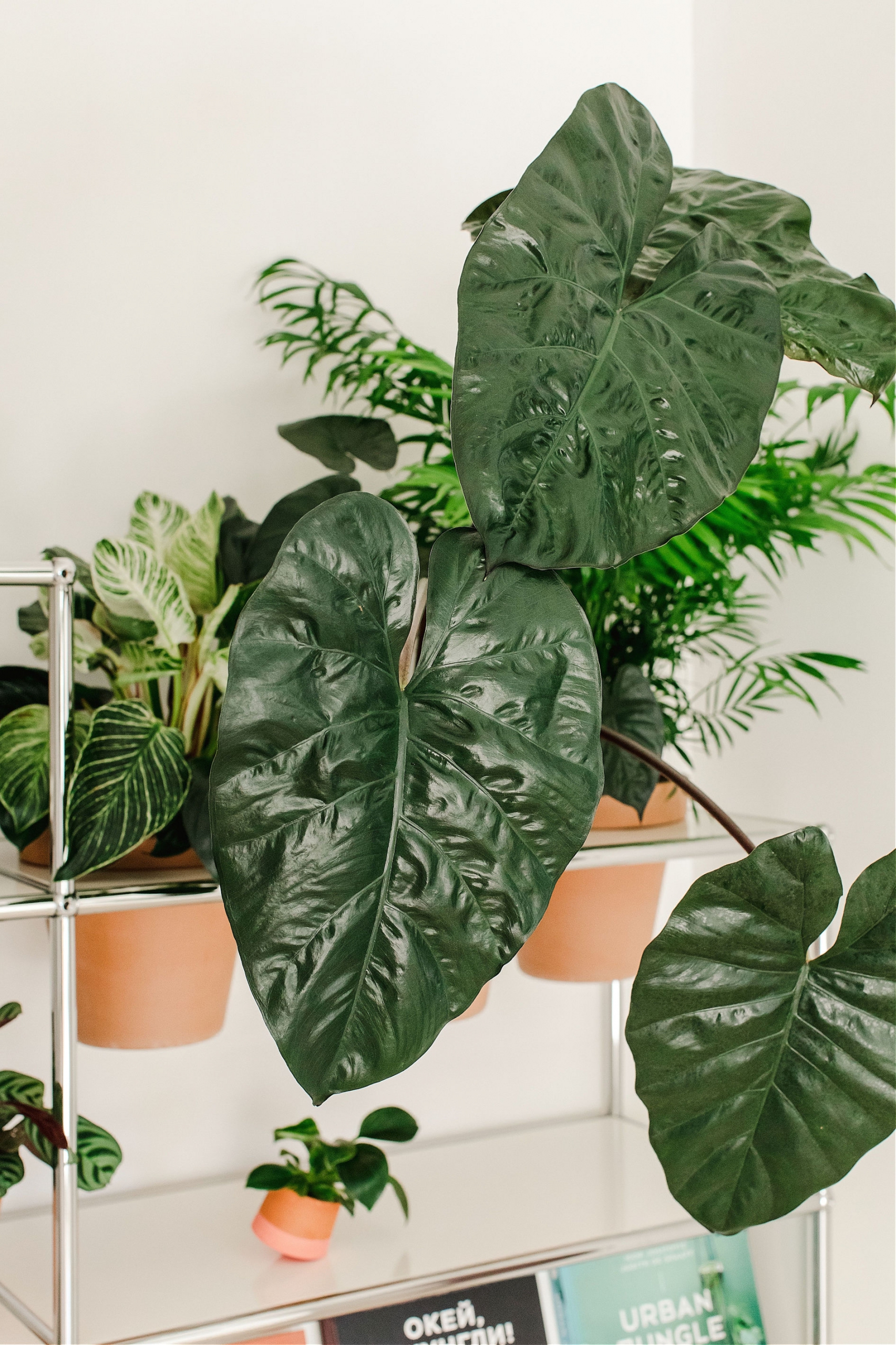 Urban Jungle Bloggers - USM Haller World of plants #urbanjunglebloggers