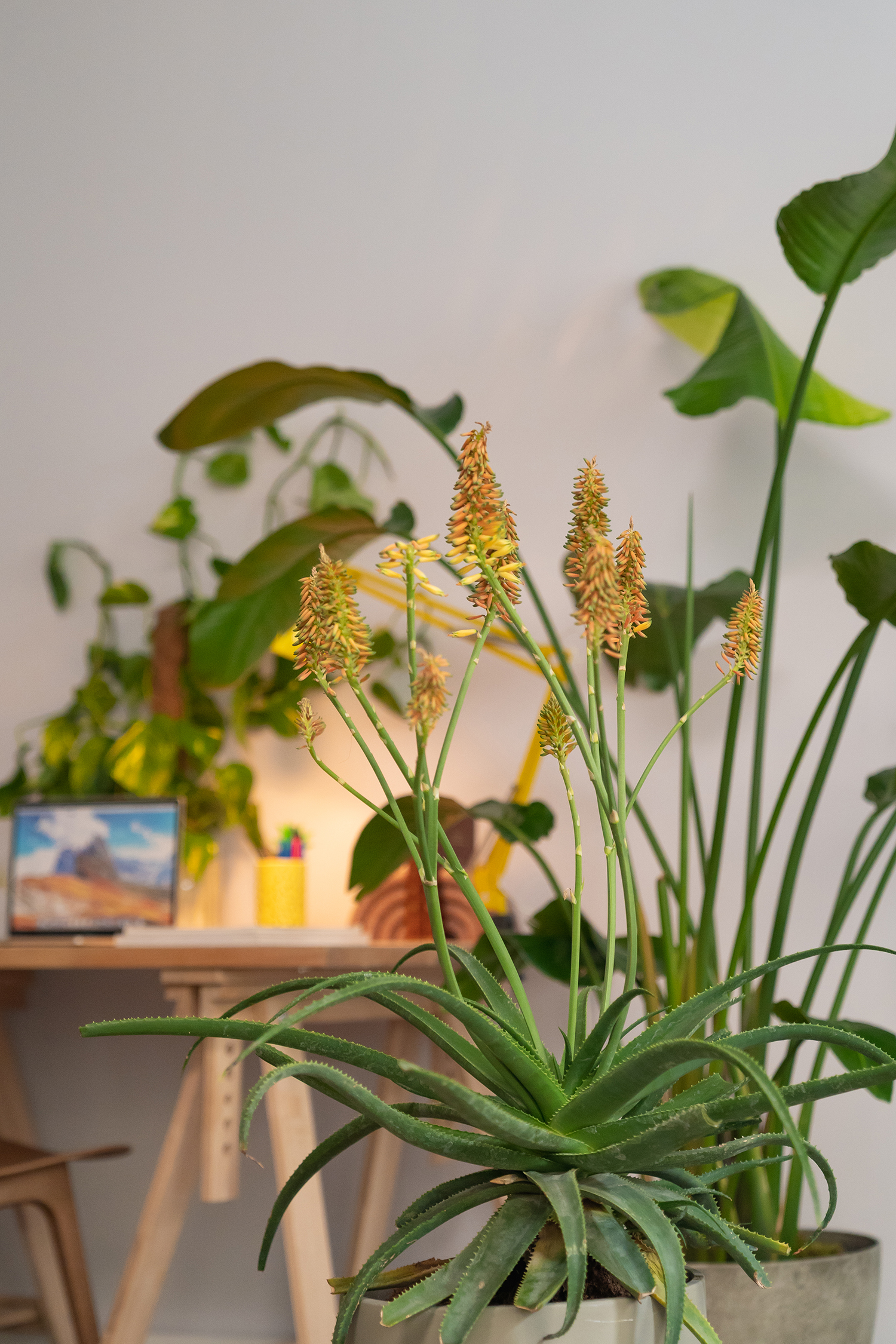Urban Jungle Bloggers - Domestika online course Home Styling and Decoration with Plants