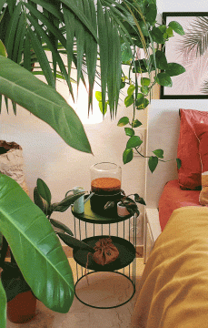 Urban Jungle Bloggers - Briiv air filter
